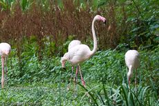 Flamingo (14 von 21).jpg